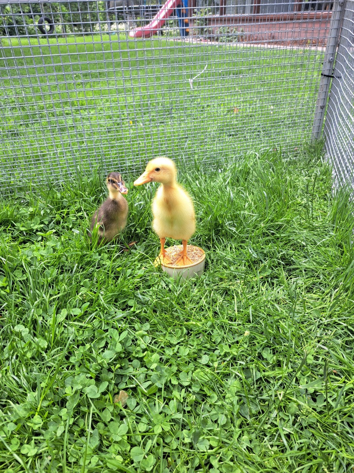 Jonge loopeendjes te koop, Dieren en Toebehoren, Pluimvee, Meerdere dieren, Eend