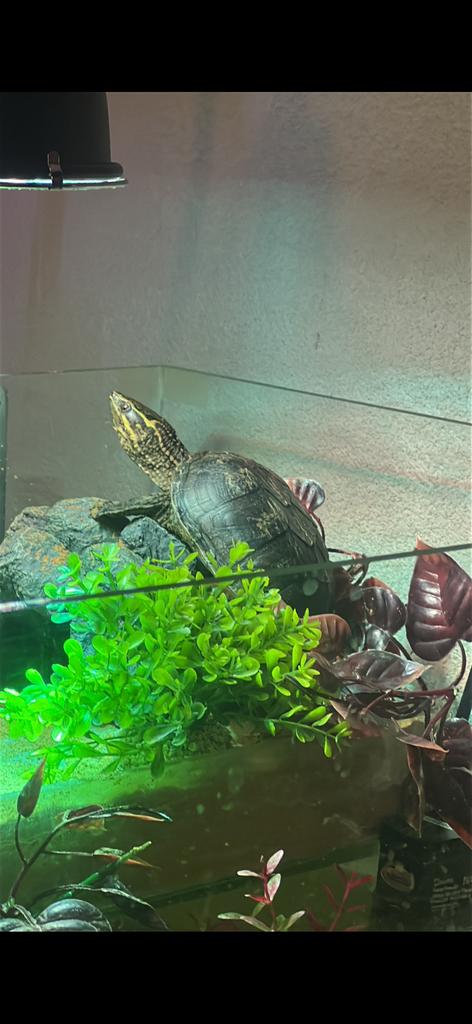 Schildpad, Dieren en Toebehoren, Overige typen