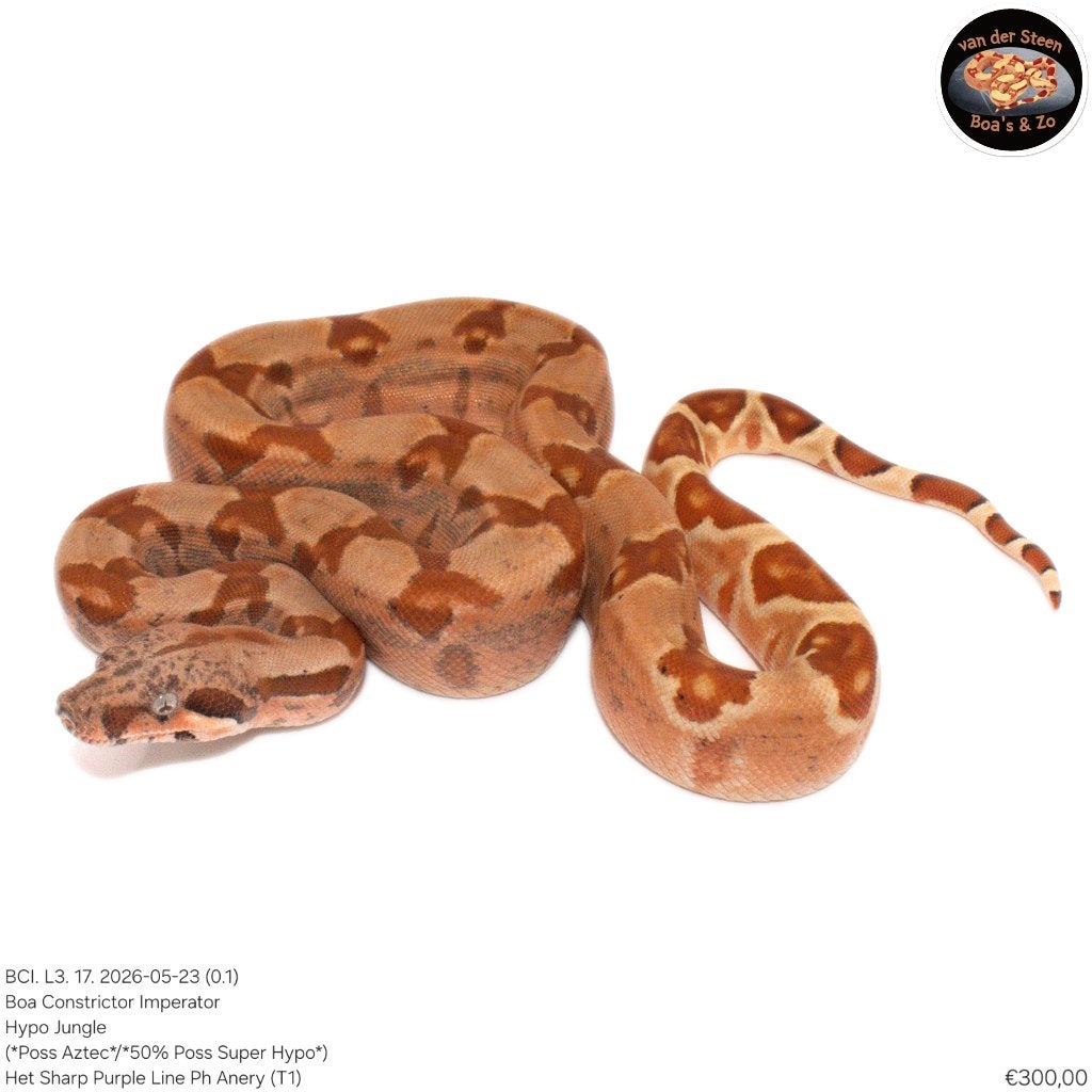 Boa Constrictor Imperator Litter 03 2026 Boa Constrictor photo 17