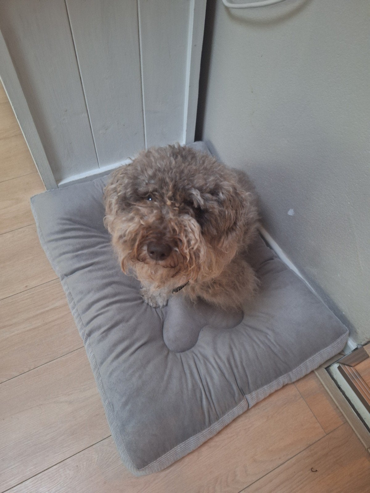 Maltipoo 3 jaar, Rabiës (hondsdolheid), Teef, Eén hond, Klein