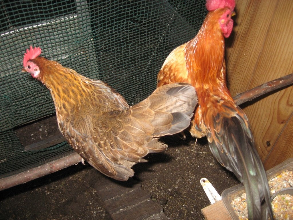 Mooi stelletje onverwante kleine krielkipjes., Dieren en Toebehoren, Pluimvee, Meerdere dieren, Kip