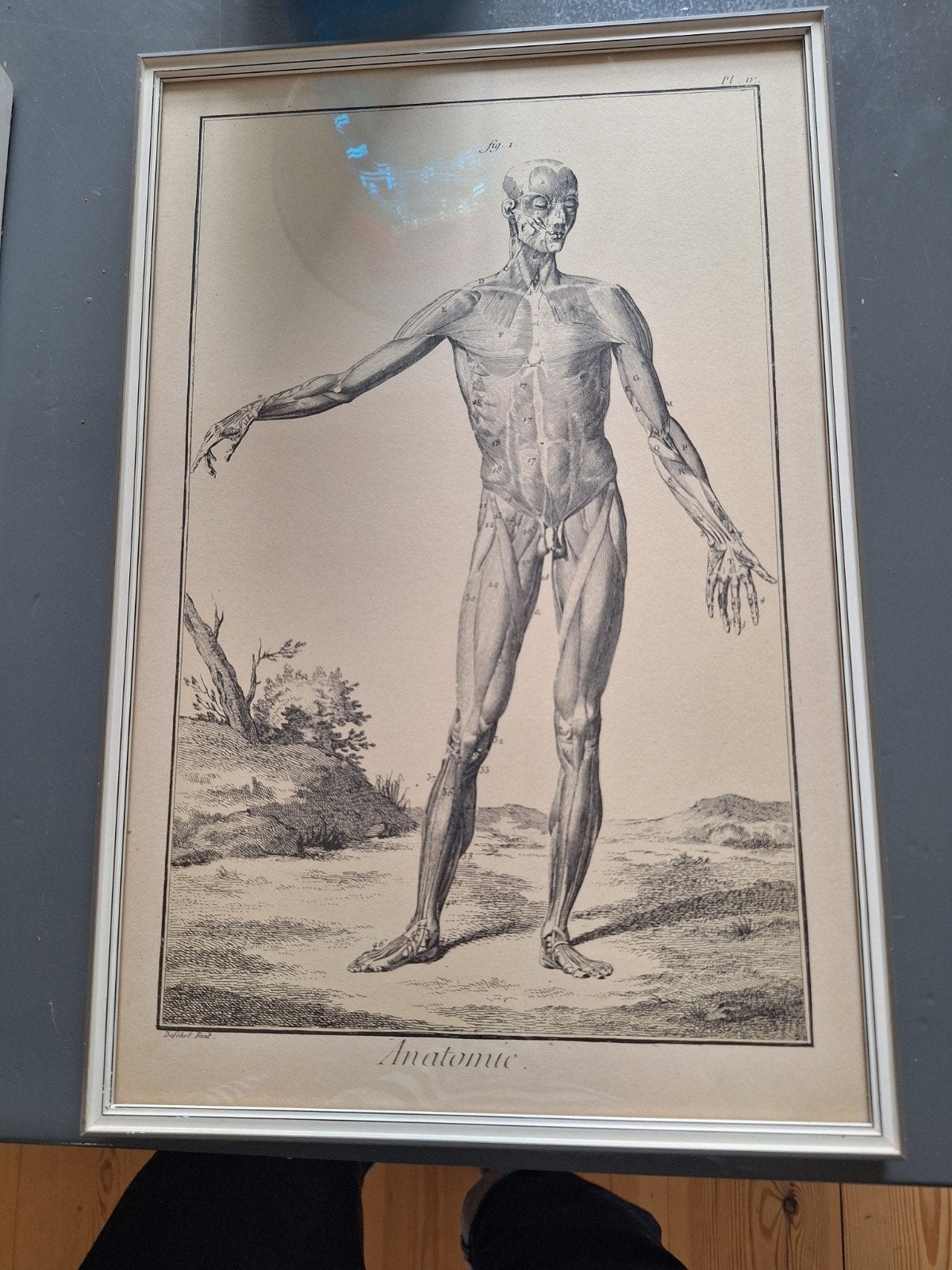 Twee anatomie tekeningen, Ophalen of Verzenden