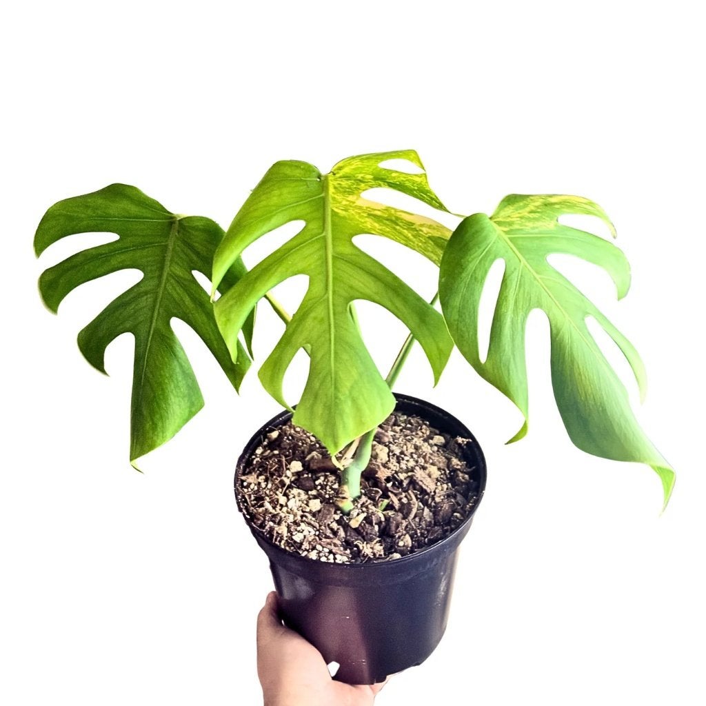 Monstera Aurea Variegata, Huis en Inrichting, Verzenden, Halfschaduw, Minder dan 100 cm