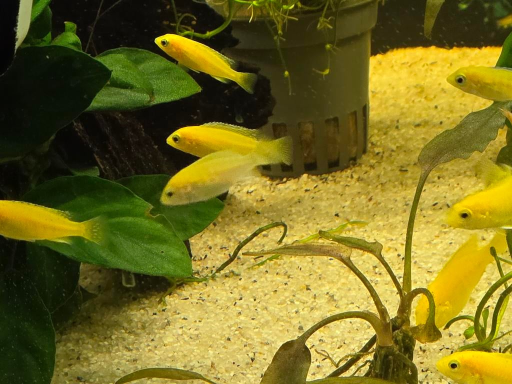 Labidochromis caeruleus yellow jongen, 4-5 cm, Dieren en Toebehoren, Vis