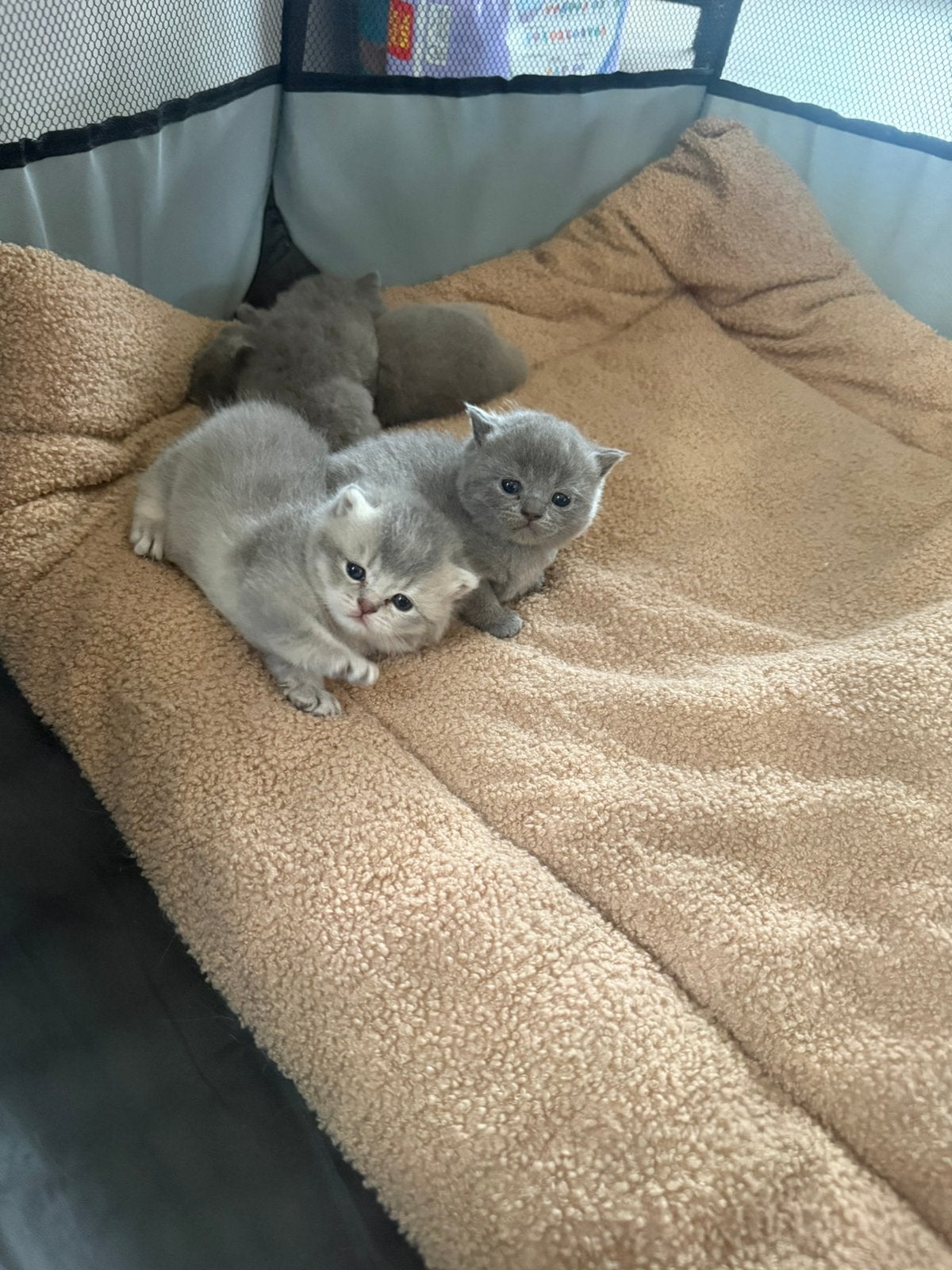 Britskorthaar mix kittens, Meerdere dieren, Ontwormd