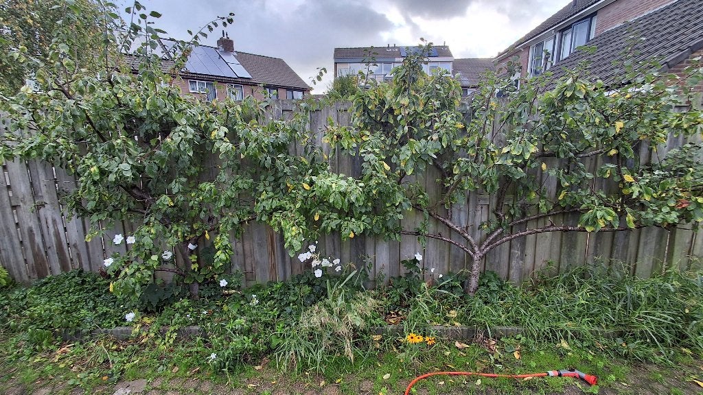 GRATIS pruimenbomen 22 oktober, Ophalen, Volle zon, Overige soorten, 100 tot 250 cm