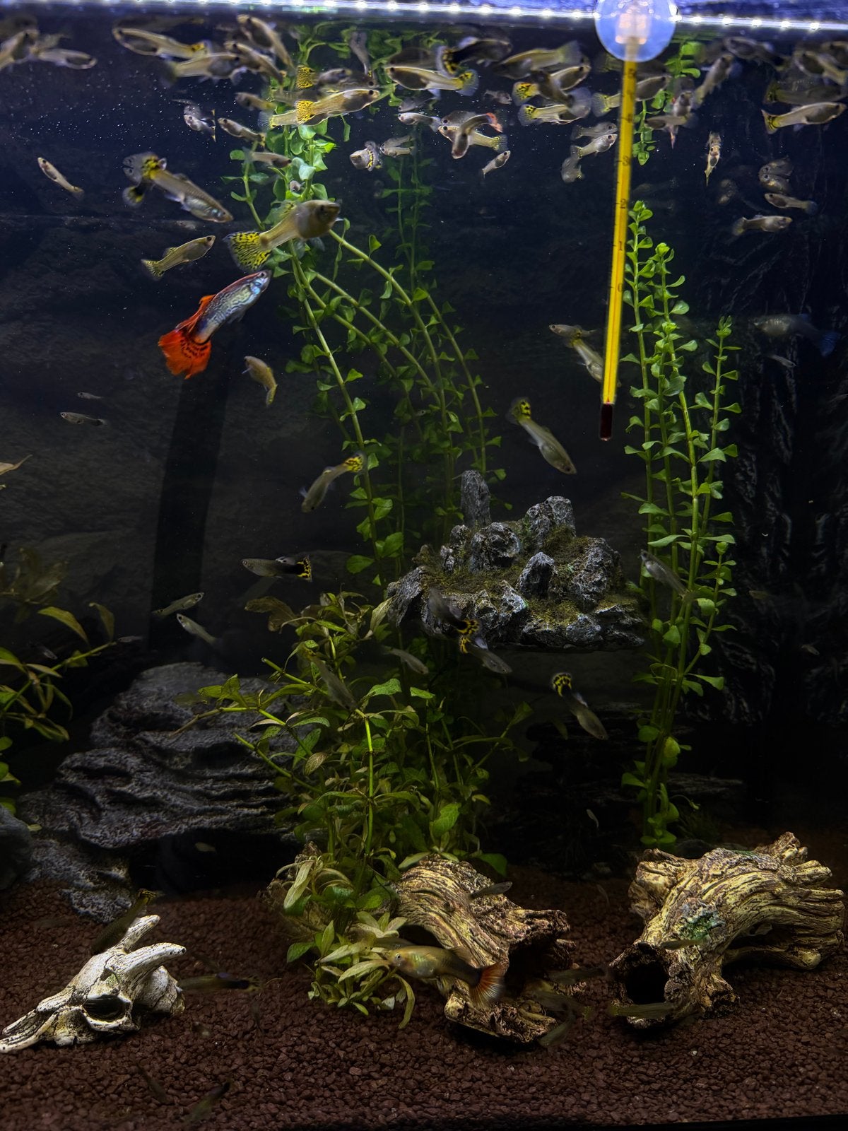 Baby Guppy’s, Vis