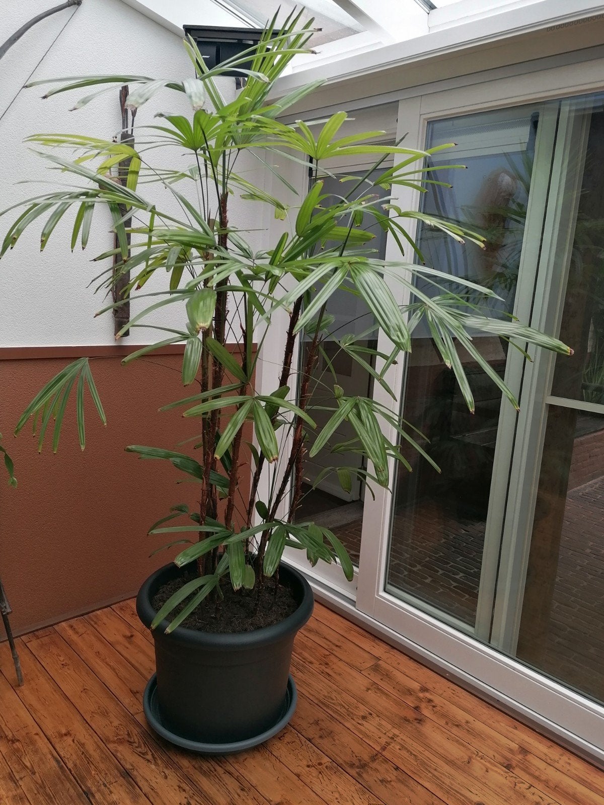caryota raphis, stokpalm, Ophalen, Halfschaduw, 150 tot 200 cm