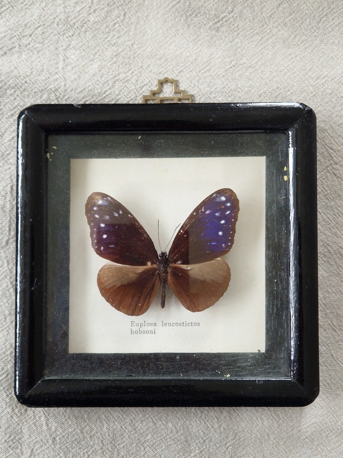 Vintage ingelijste vlinder - Euploea leucostictos hobsoni, Ophalen of Verzenden, Gebruikt