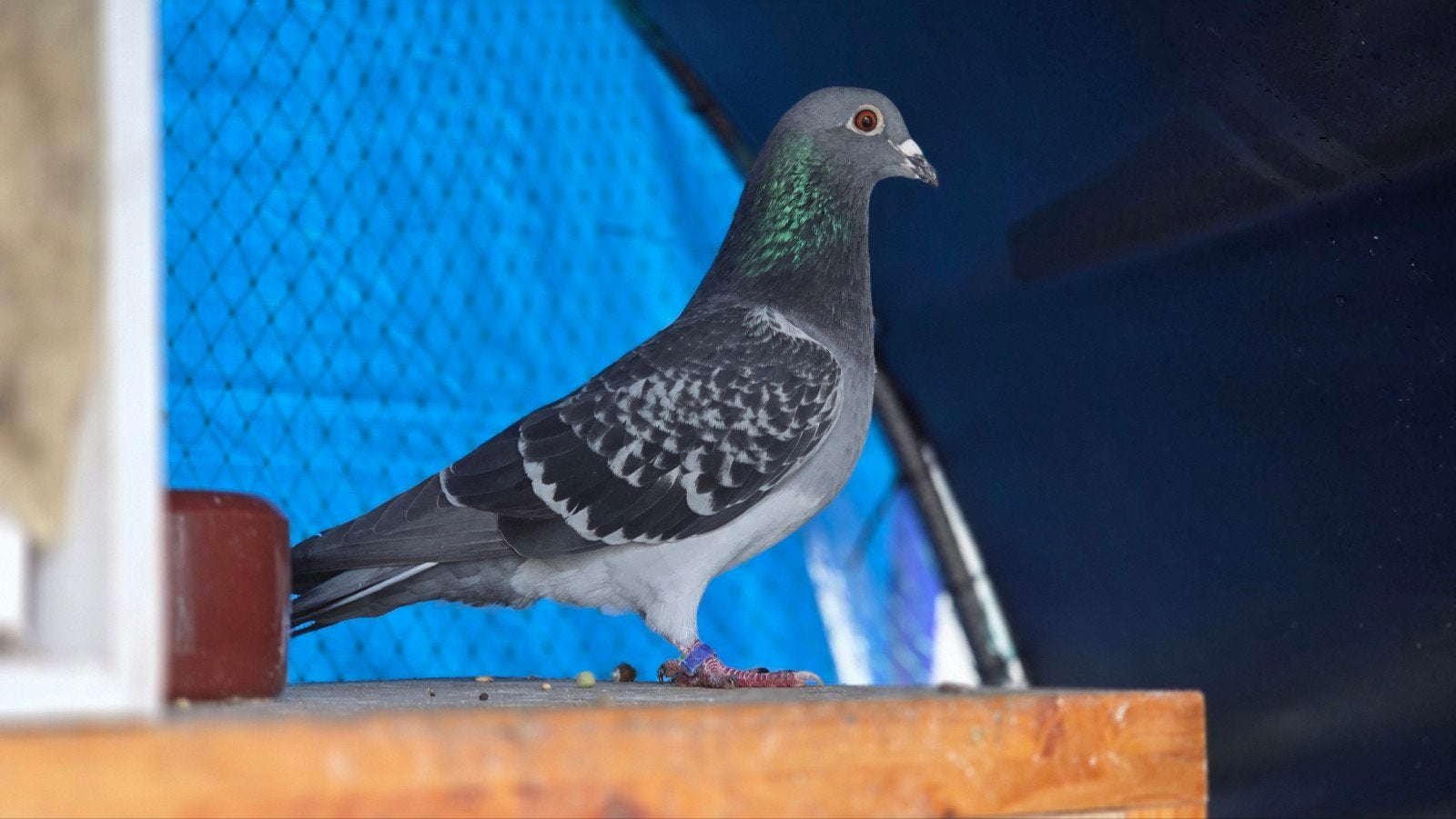 Doffer te koop, Dieren en Toebehoren, Mannelijk, Postduif