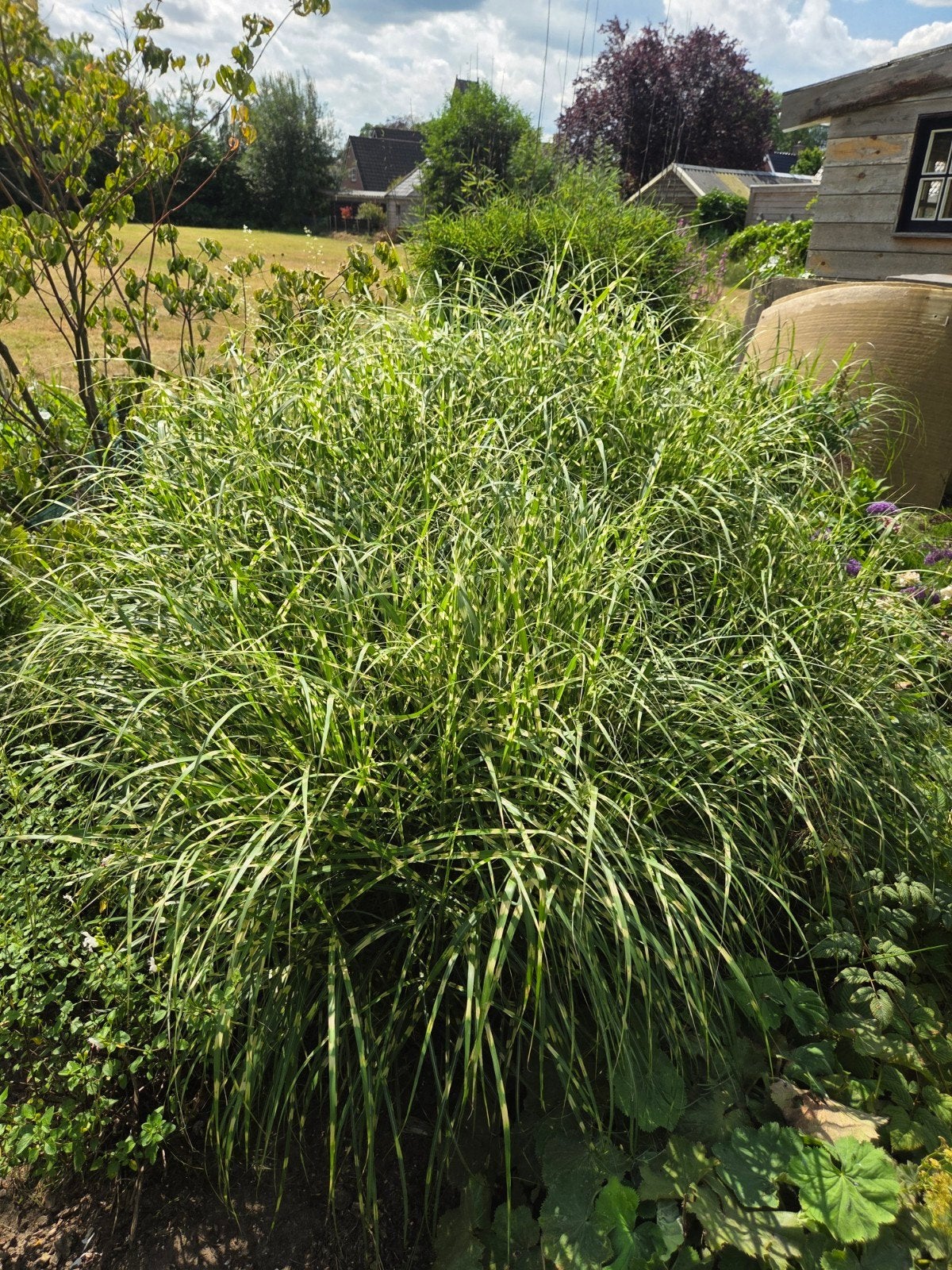 Siergras - Zebragras (Miscanthus sinensis 'Zebrinus'), Ophalen, Volle zon, Vaste plant, Siergrassen