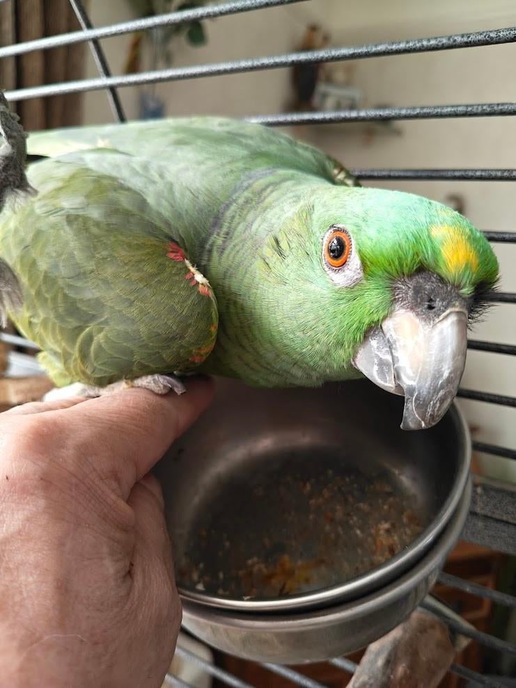 Mooie en lieve  Amazone papegaai te koop, Dieren en Toebehoren, Vogels | Parkieten en Papegaaien, Vrouwelijk, Papegaai, Pratend