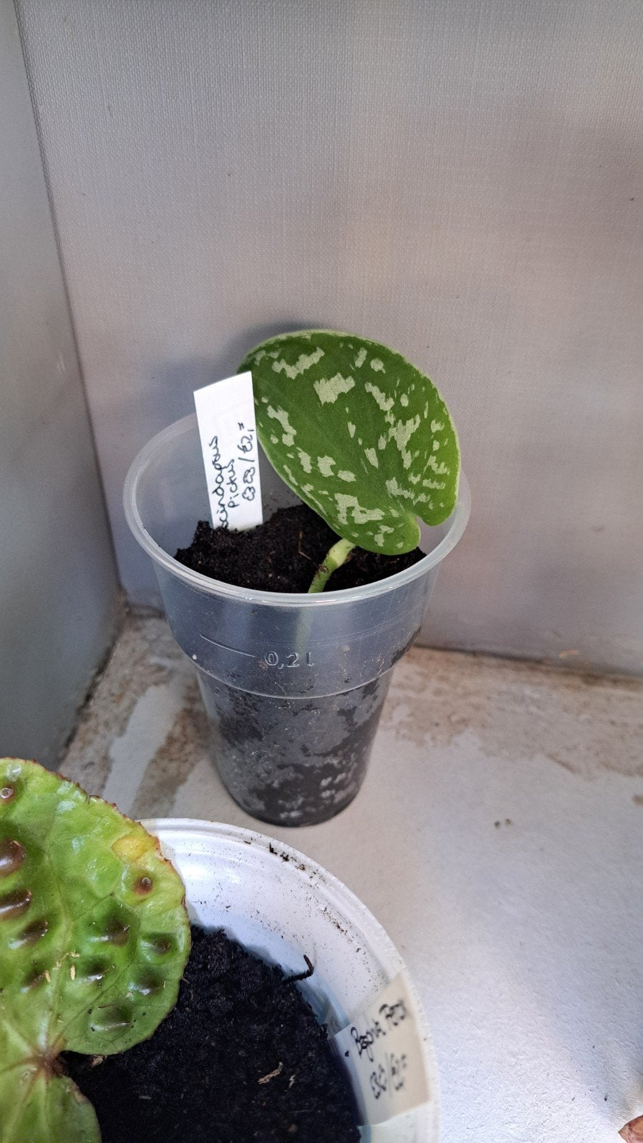Scindapsus Pictus, Huis en Inrichting, Kamerplanten, Ophalen, Halfschaduw, Minder dan 100 cm