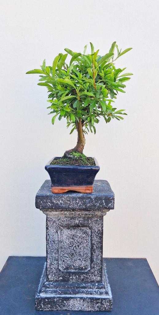 Bonsai Gele Vuurdoorn -Pyracanthia Coccinea Soleil d'Or., In pot, Minder dan 100 cm, Bloeiende kamerplant, Bonsai