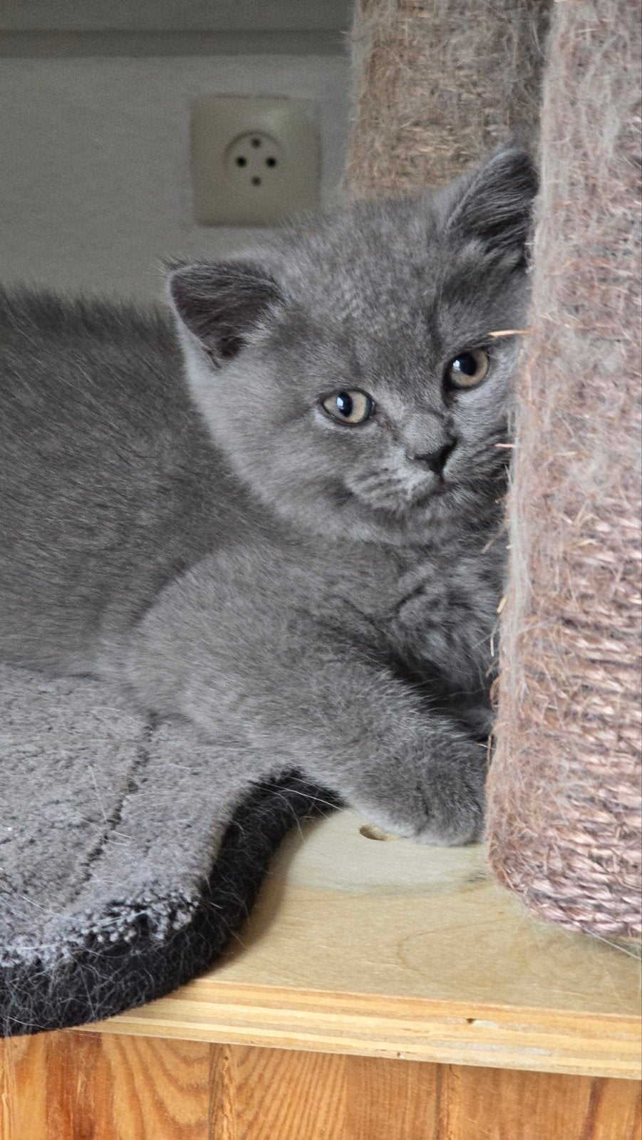 Foto 7 van Wij mogen verhuizen! Prachtige kittens met stamboom