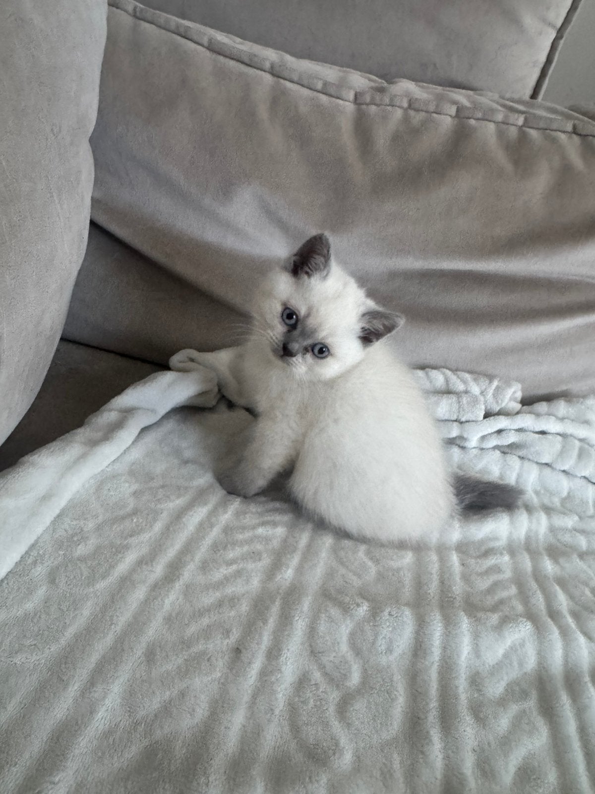 Britsekorthaar blue point 1 kater, Meerdere dieren