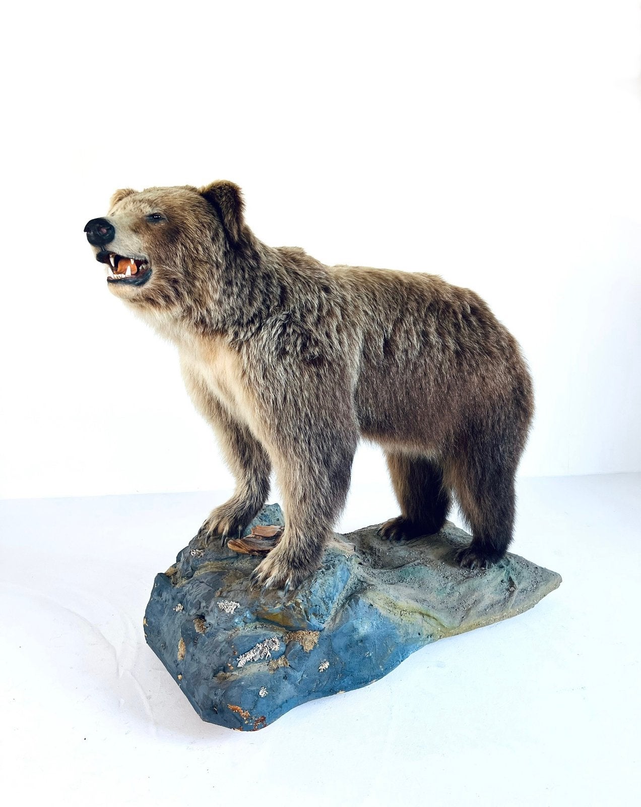 Taxidermie XL Canadese Grizzly beer ‘10, Verzamelen, Ophalen of Verzenden, Gebruikt, Wild dier, Opgezet dier