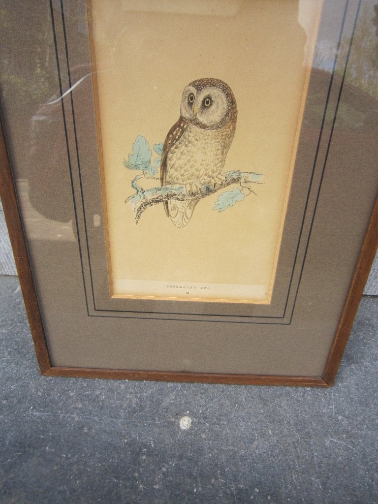 2 Ingelijste gravures van Uilen met de namen, Ophalen, Gravure