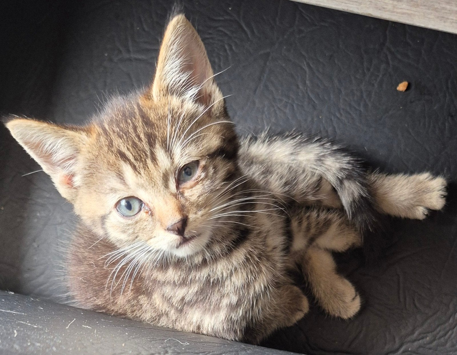 Kittens, Dieren en Toebehoren, Katten en Kittens | Overige Katten, Kortharig, Poes, 0 tot 2 jaar