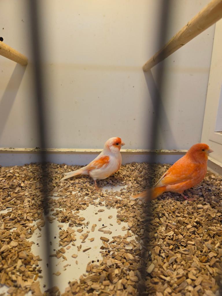 Roodmozaiek man, Dieren en Toebehoren, Vogels | Kanaries, Mannelijk, Kleurkanarie