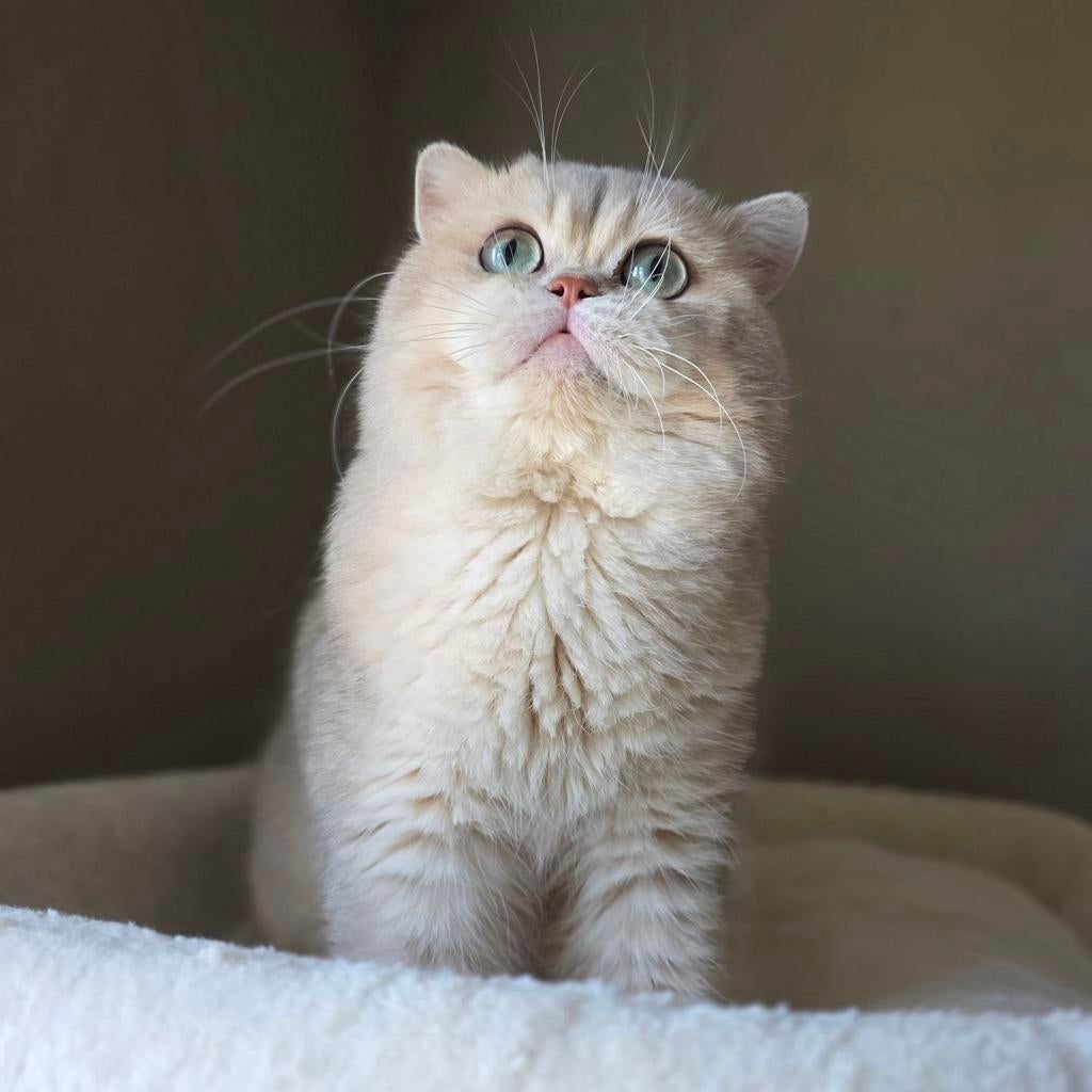 Prachtige Britse korthaar Dekkater blue golden shaded ay11, 0 tot 2 jaar