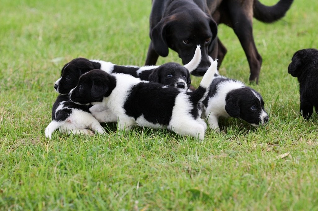 pups borador (labrador/border collie) X friese stabij, Overige rassen, 8 tot 15 weken, CDV (hondenziekte), Meerdere