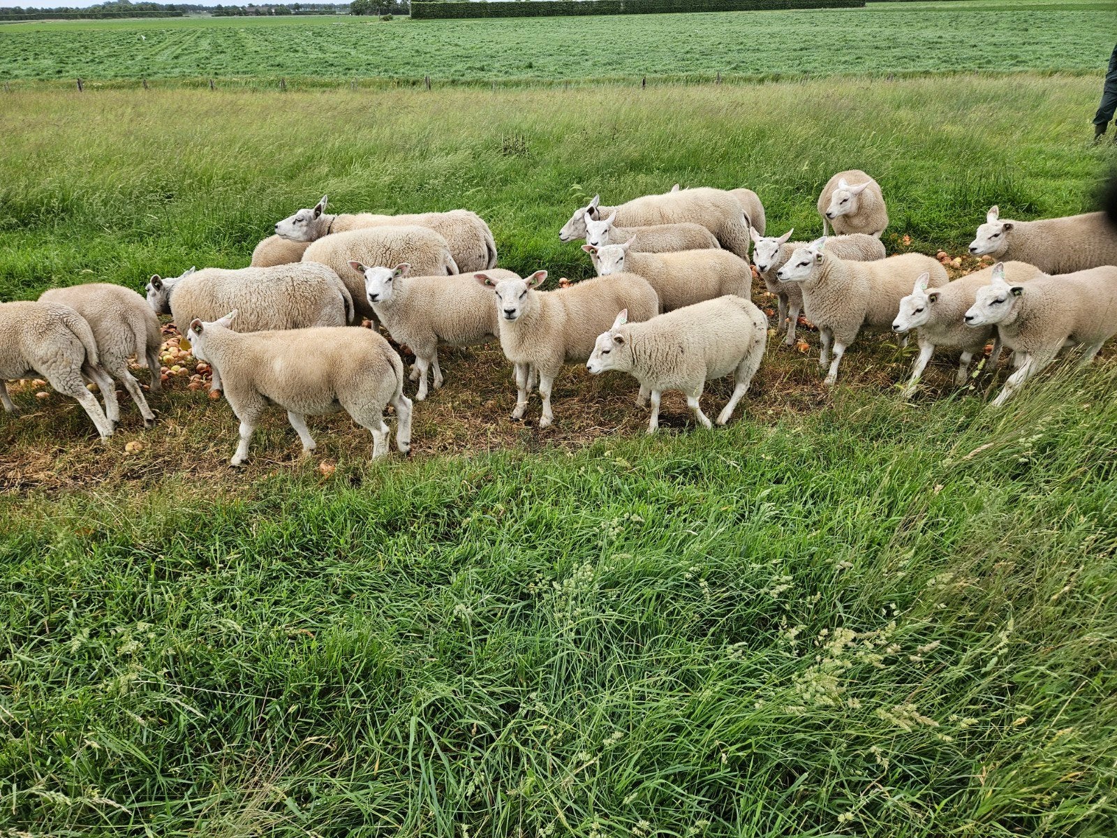 Lammeren, Vrouwelijk, Schaap