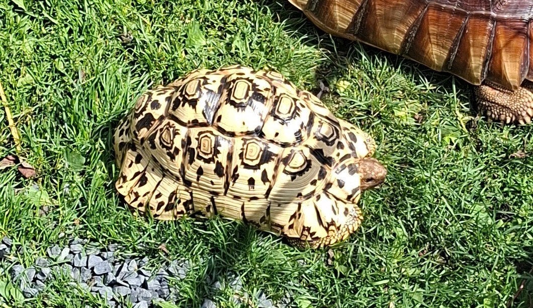 te koop, pardalis ( panterschildpad man) 5 jaar., Schildpad, Tam, 3 tot 6 jaar