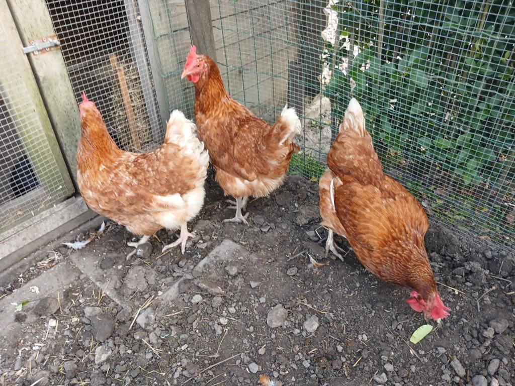 3 bruine legkippen, Vrouwelijk, Kip