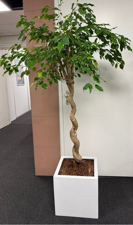 Grote Ficus Hydrocultuur - Ideaal voor Kantoor/Woonkamer, Ophalen, Ficus, Halfschaduw, In pot