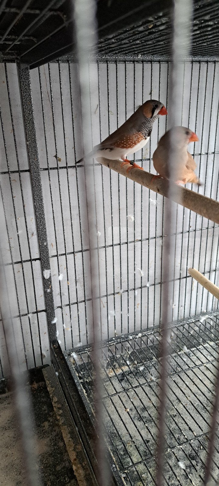 Gezocht zebra vink 2 vrouwtjes, Vrouwelijk
