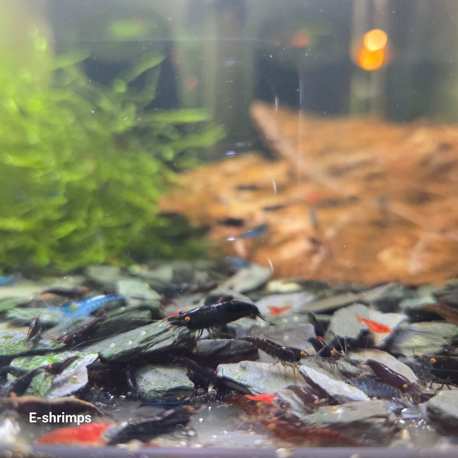 ️️☑️️Uitgeselecteerde | OE Neocaridina-garnalen, Kreeft, Krab of Garnaal, Zoetwatervis, Schoolvis