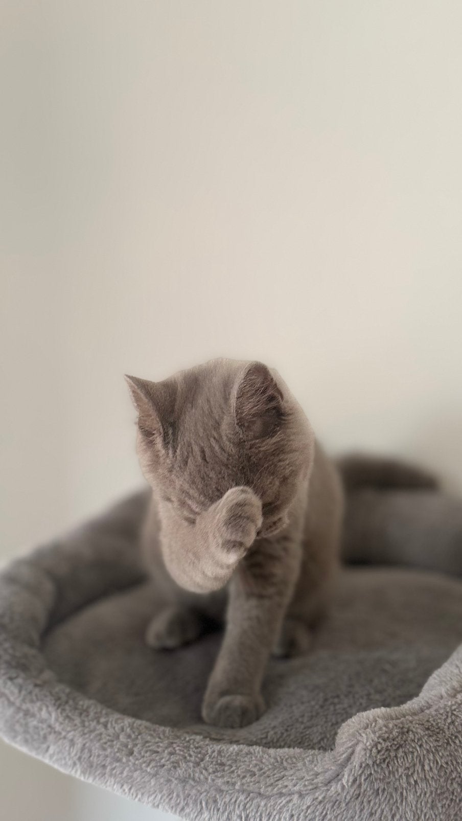 Britse korthaar kittens, Dieren en Toebehoren, Katten en Kittens | Raskatten | Korthaar, Meerdere dieren