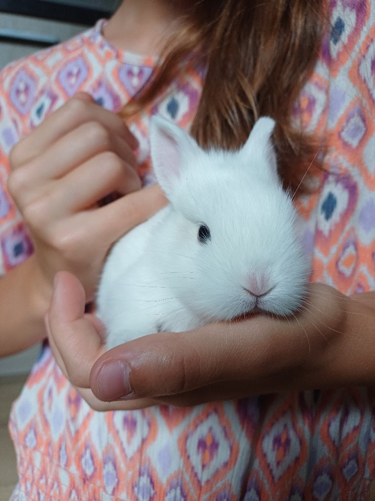 Jonge dwergkonijntjes, Dieren en Toebehoren, Meerdere dieren, Dwerg, 0 tot 2 jaar