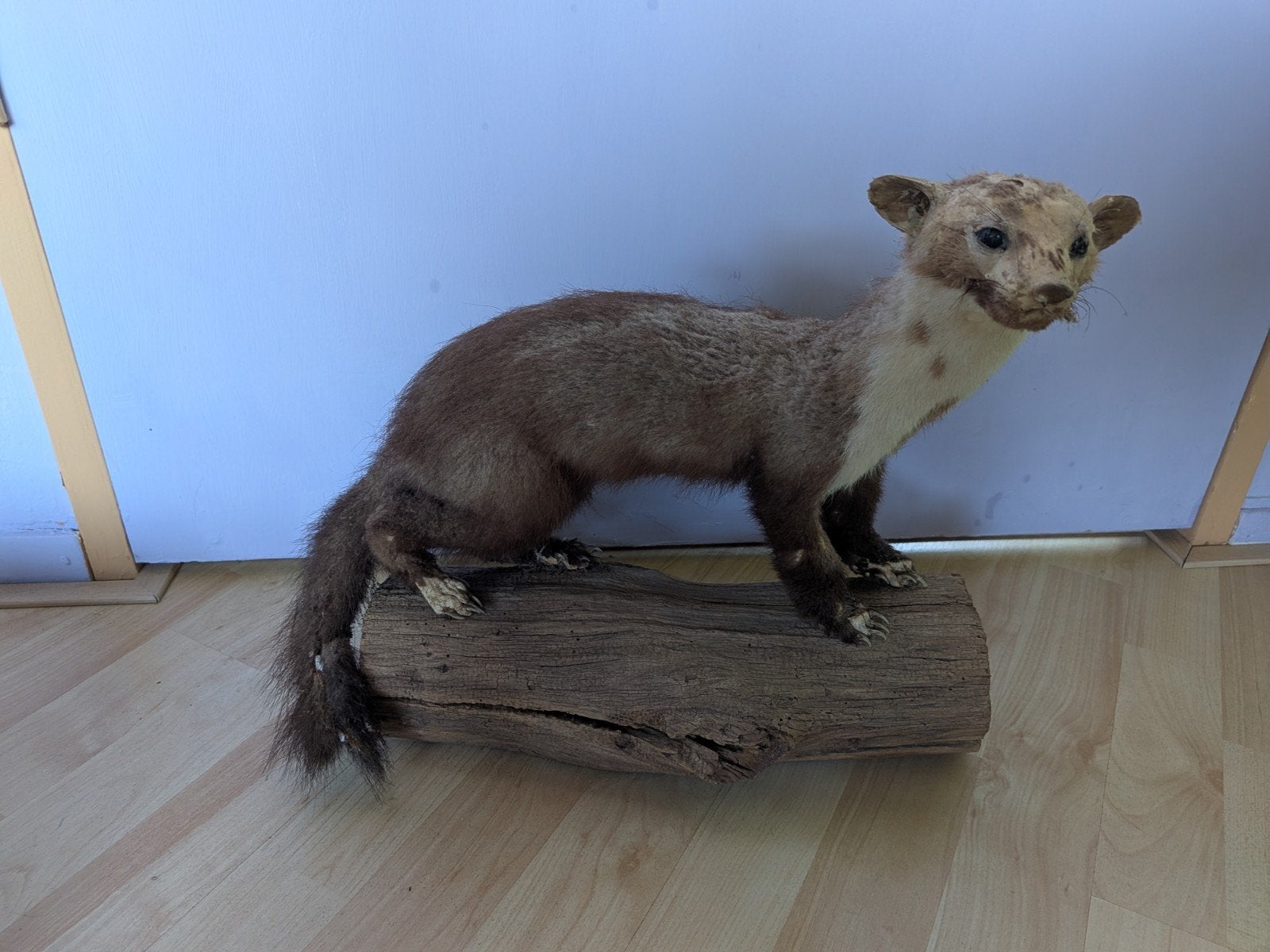 een lelijkert van een opgezette boommarter taxidermie, Verzamelen, Ophalen, Gebruikt, Opgezet dier
