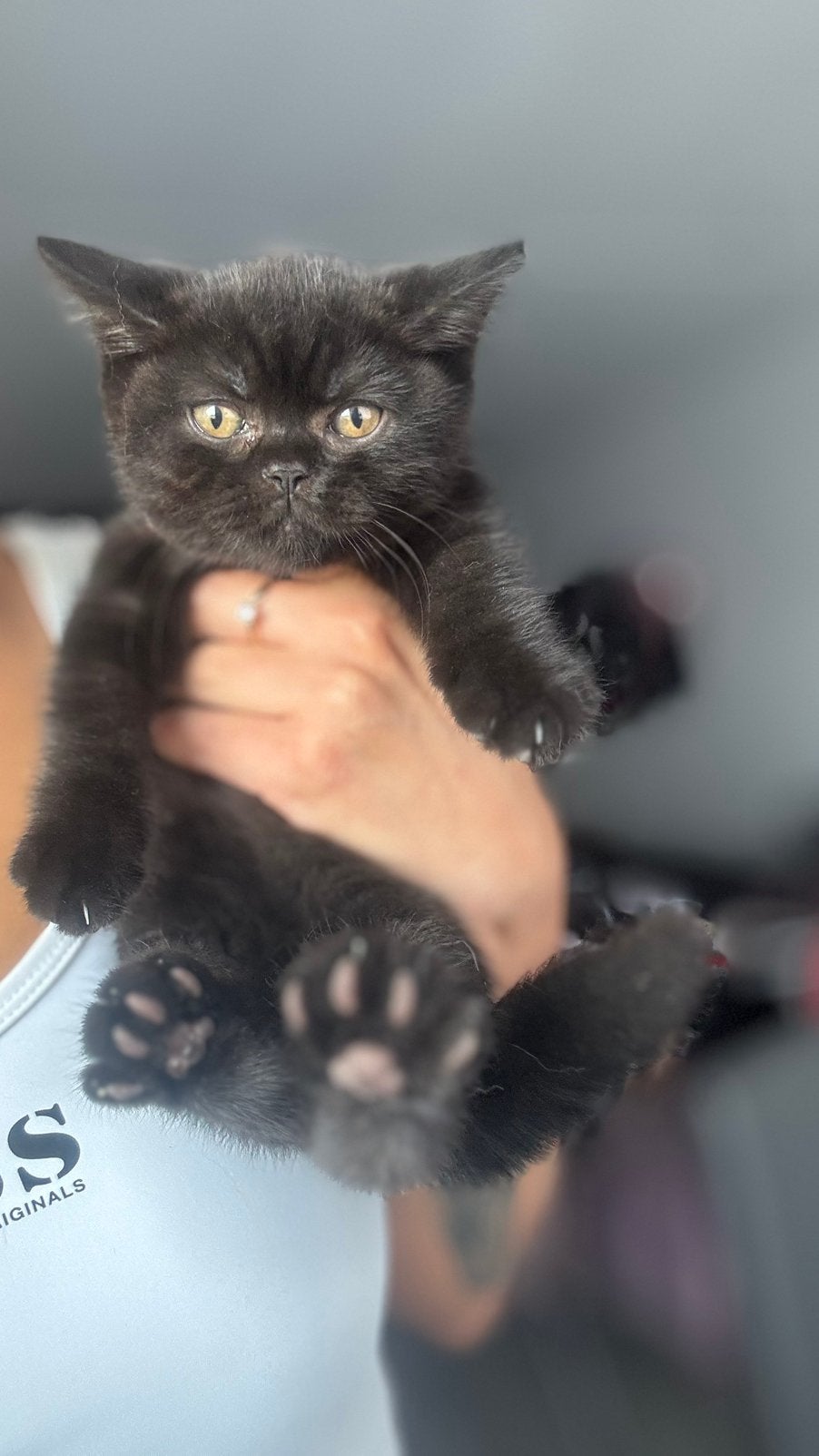 Britse katten, Dieren en Toebehoren, Ontwormd