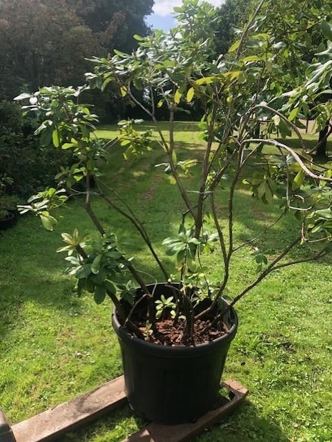 Rhododendron struik , 200 cm hoog en 200 cm breed . staat in, Tuin en Terras, Planten | Struiken en Hagen, Ophalen, Rhododendron