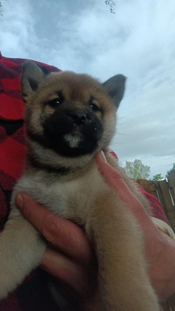 Shiba Inu pups (nog 2 teefjes en 1 reutje), Dieren en Toebehoren, Parvo, Overige rassen, 8 tot 15 weken, Meerdere