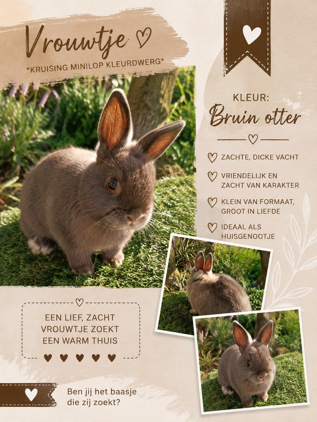 Hele lieve kleine dwergkonijntjes zoeken liefdevol thuis, Meerdere dieren, Dwerg, Hangoor, 0 tot 2 jaar