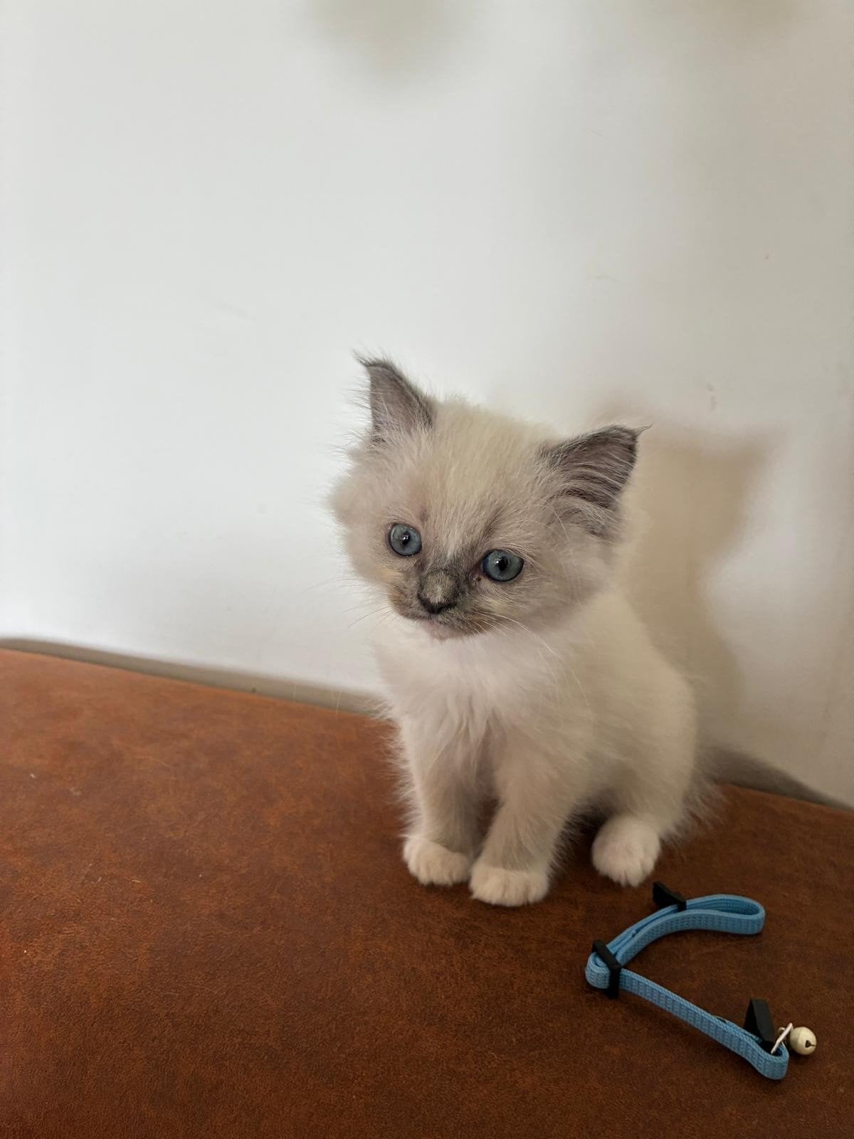Lieve, mooie ragdoll kittens, Poes, Gechipt, 0 tot 2 jaar
