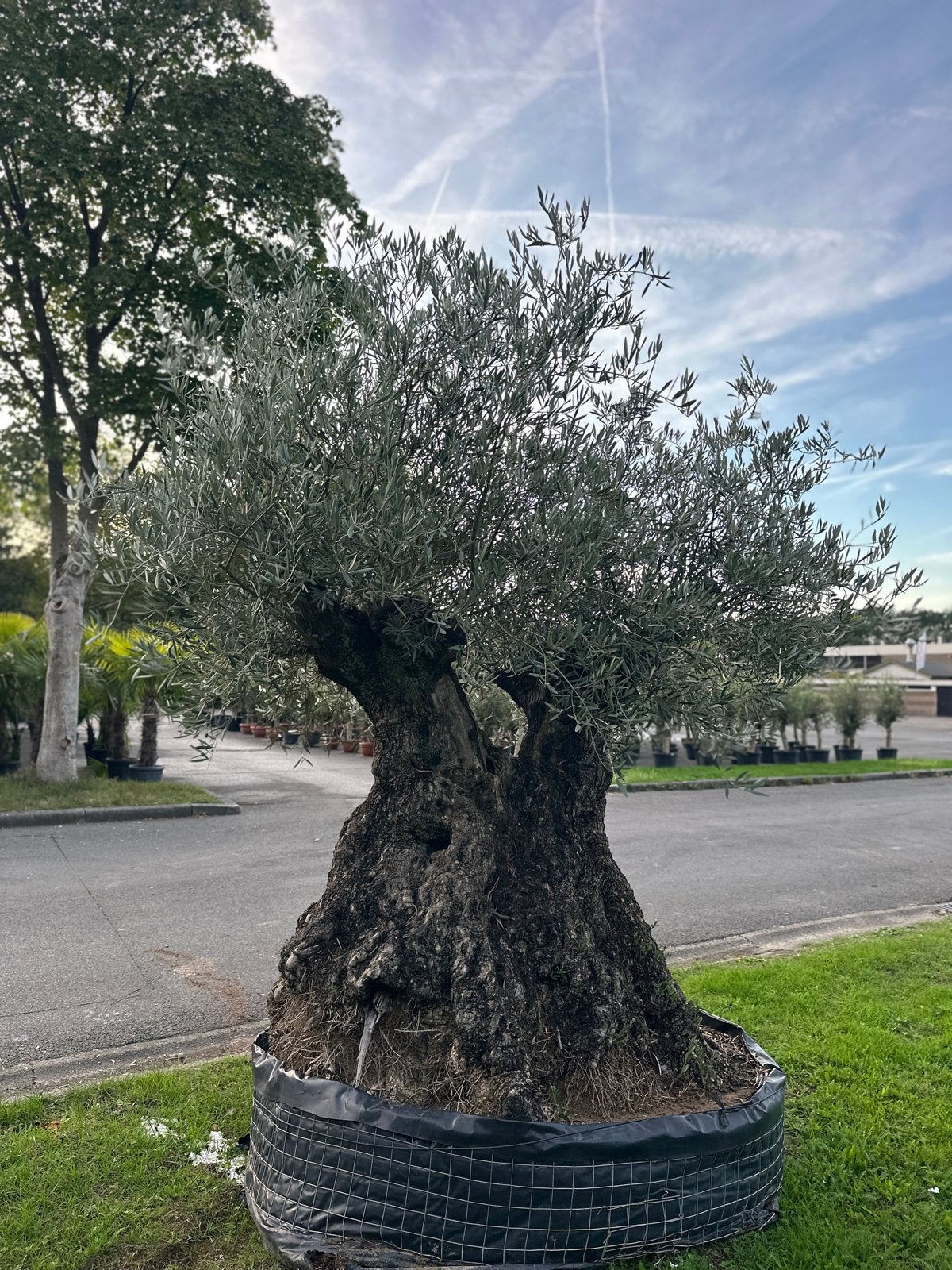 olijfboom - prachtig oude perfect voor uw tuin, Ophalen of Verzenden, Lente, Olijfboom, 250 tot 400 cm