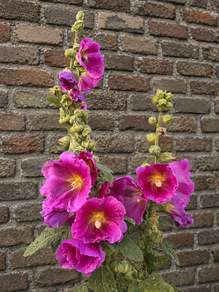 Stokroos zaden donker roze, Ophalen of Verzenden, Volle zon