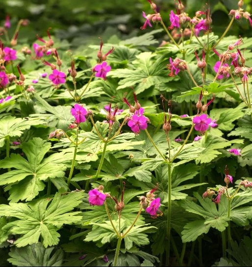 Tuinplanten - Geranium Macrorrhizum - Chemievrij - Schaduw, Tuin en Terras, Planten | Tuinplanten, Bodembedekkers, Vaste plant