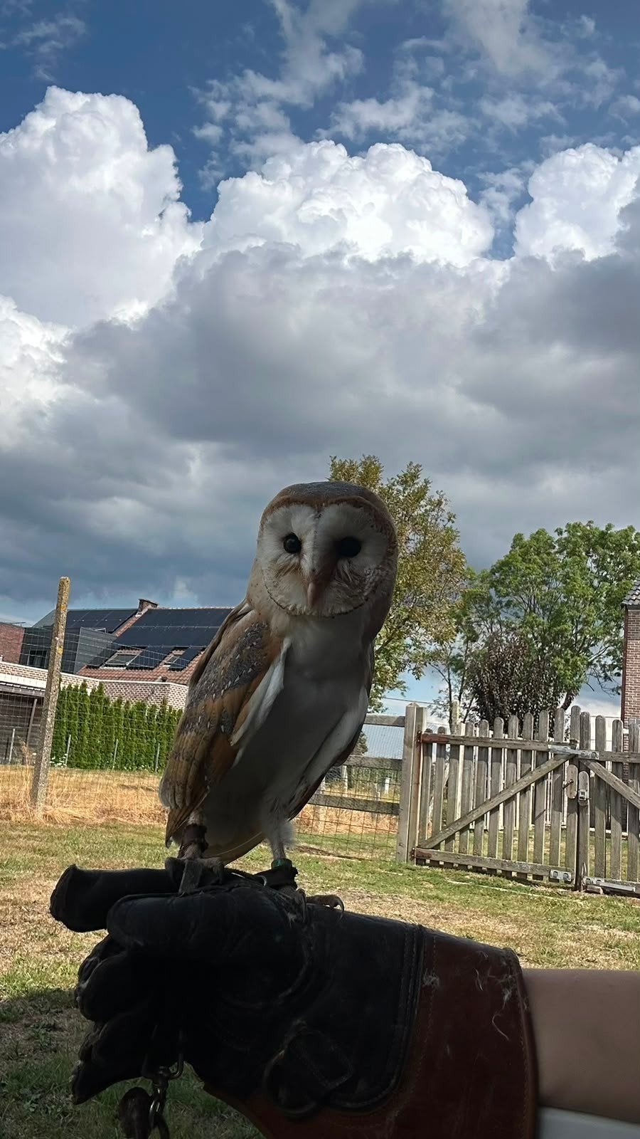 kerkuilen, Meerdere dieren, Roofvogel, Tam