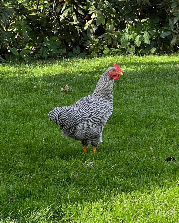 Amrock kriel haan, Dieren en Toebehoren, Mannelijk, Kip