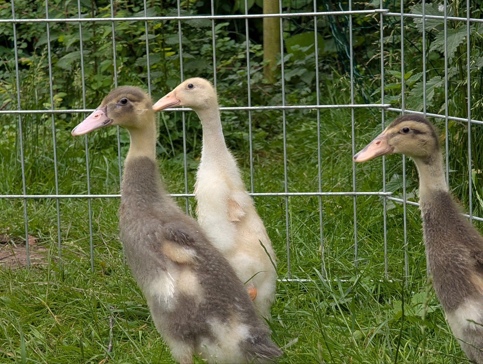 Indische loopeenden, bonte loopeend pulletjes, Dieren en Toebehoren, Pluimvee, Kip, Meerdere dieren