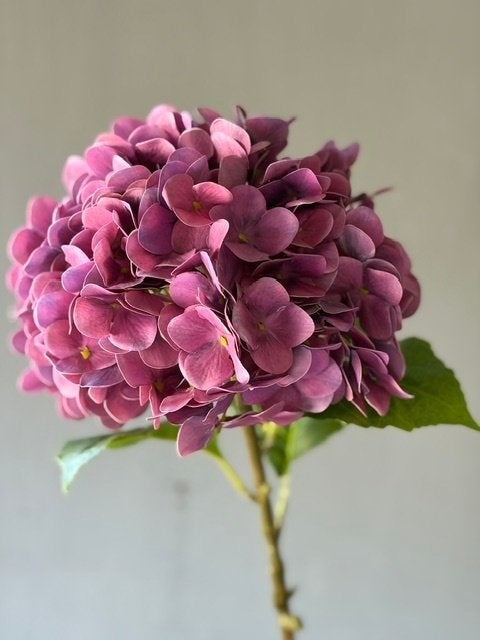 NIEUW BINNEN PRACHTIGE HORTENSIA TAK PAARS bijna echt, Binnen, Mvt, Nieuw, Ophalen of Verzenden