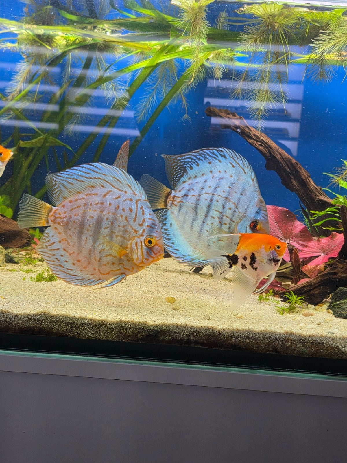 kweekkoppel europese discus vissen. Ook ruilen, Dieren en Toebehoren, Vissen | Aquariumvissen, Vis, Zoetwatervis, Schoolvis