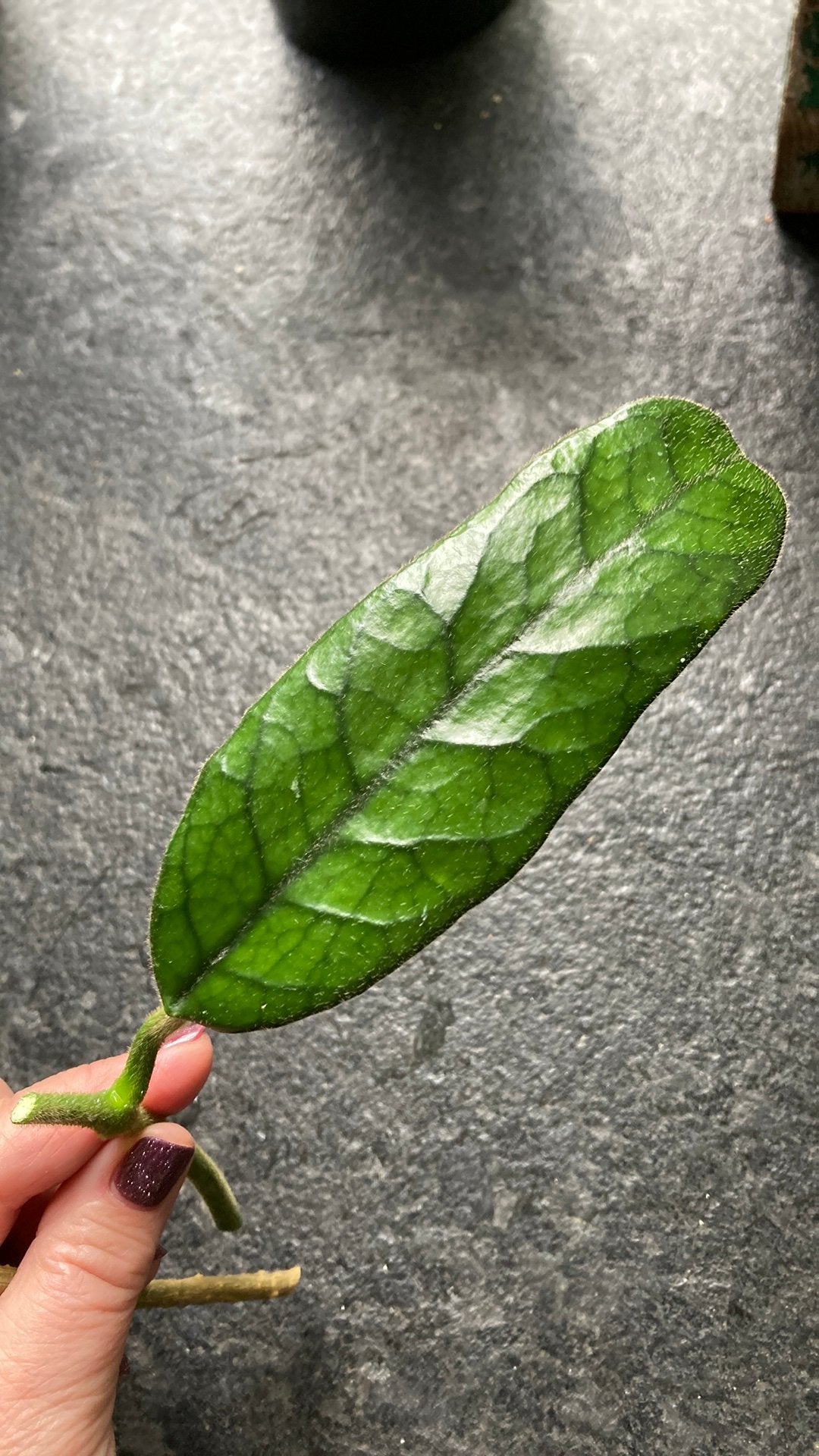Hoya Vilosa Cao Dang, Ophalen of Verzenden, Halfschaduw, Minder dan 100 cm