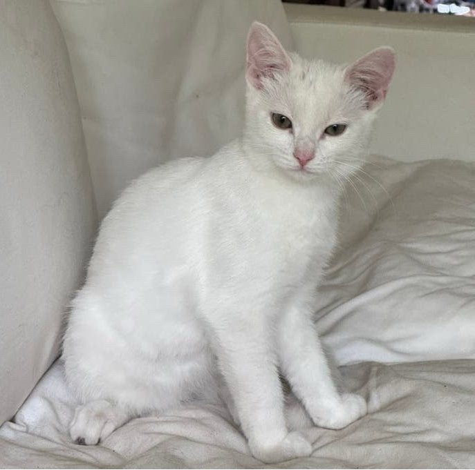 Te koop twee kittens half Turkse Angora, Poes